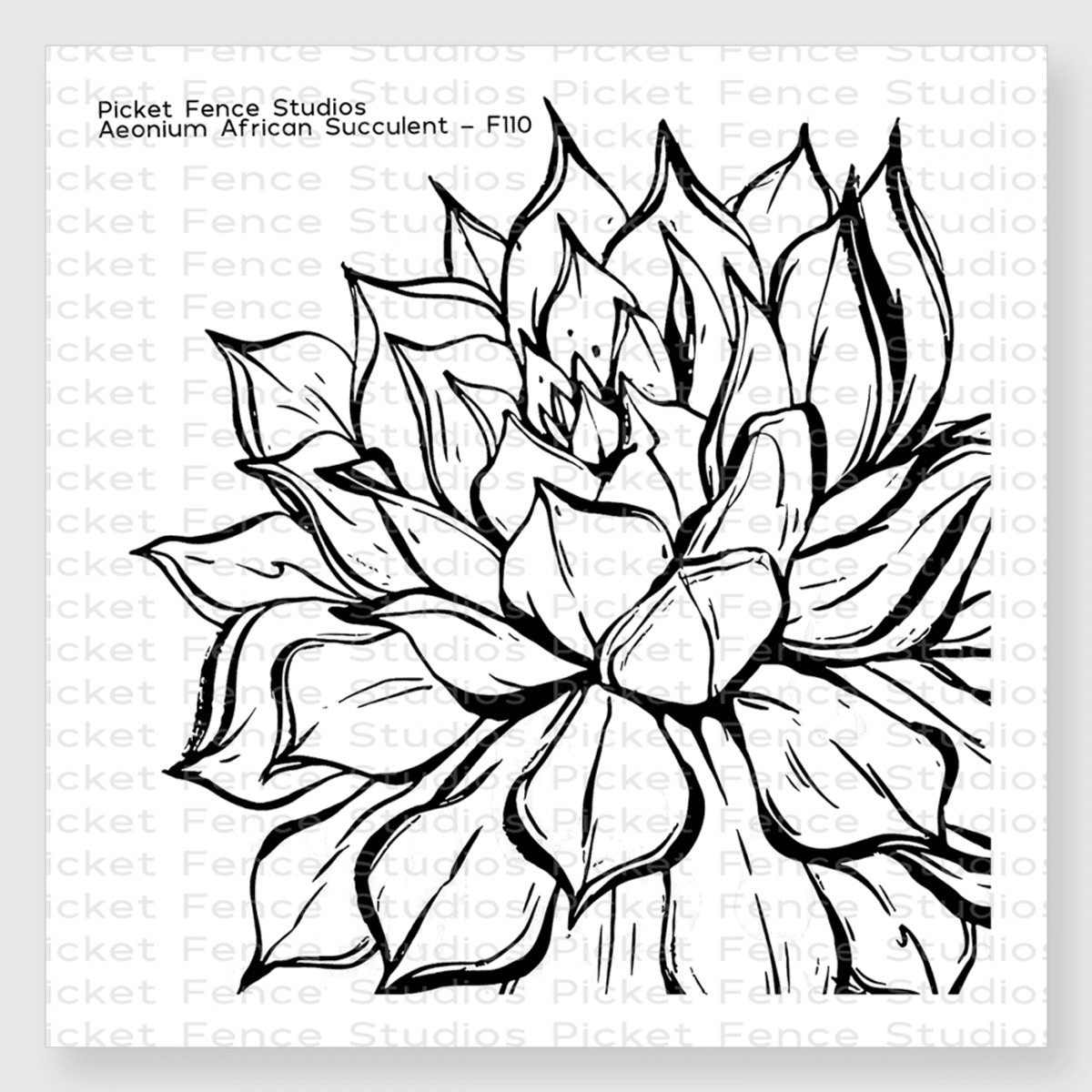 Picket Fence Studios Aeonium African Succulent